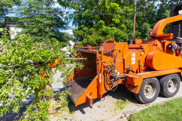 Tree Health Inspection in Cheboygan, MI